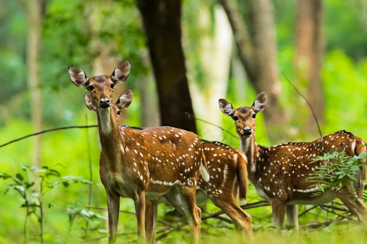Spotted deer forest