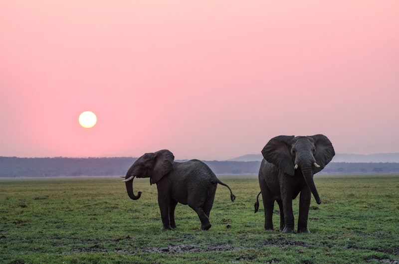 Wild elephant Wayanad