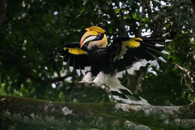 Great Hornbill bird Wayanad