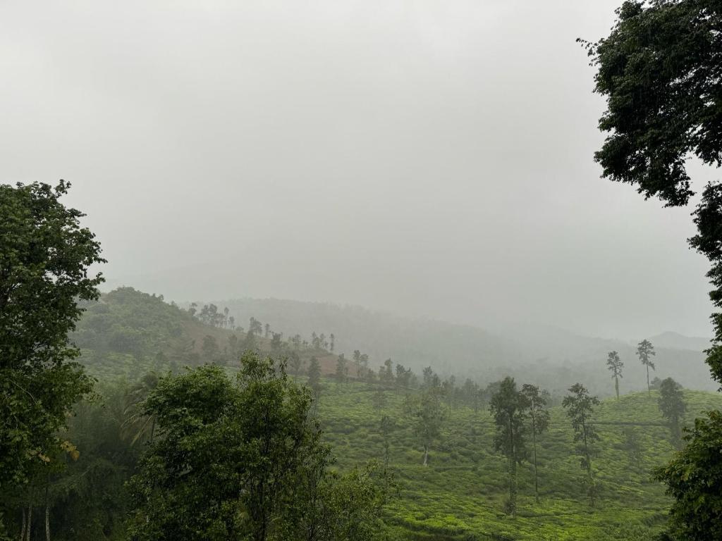 Morning mist forest Wayanad