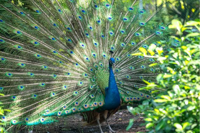 Peacock spreading feathers
